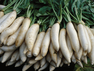 Jevik Radish all season Seed(30 per packet)