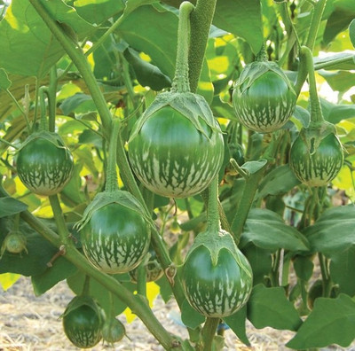 Arshiayat Brinjal,Brinjal Green,Brinjal Green Round Seed(450 per packet)