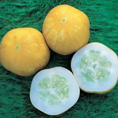 XOLDA Cucumber Yellow round Seed(50 per packet)
