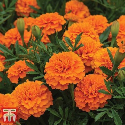 sporos Marigold Orange Seed(60 per packet)