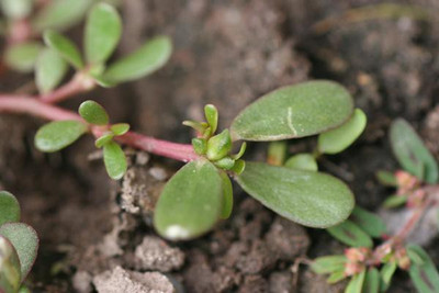 XOLDA Kulfa/Purslane Seed(26 per packet)