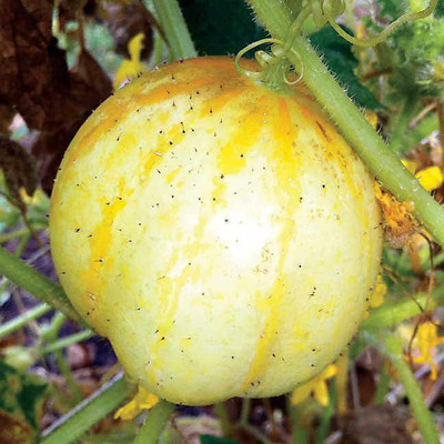 XOLDA Cucumber Yellow round Seed(40 per packet)