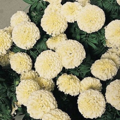 Udanta Marigold White Flower |Suitable for home Garden | Pack of 50 Flower Seeds Seed(50 per packet)