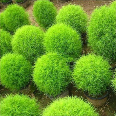 BDSresolve cochia seeds Seed(32 per packet)