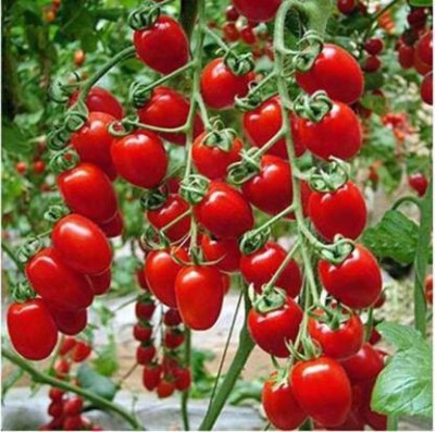 OMAZE Cheery Tomato seeds, Exotica tomato seeds, 100 seeds Seed(100 per packet)