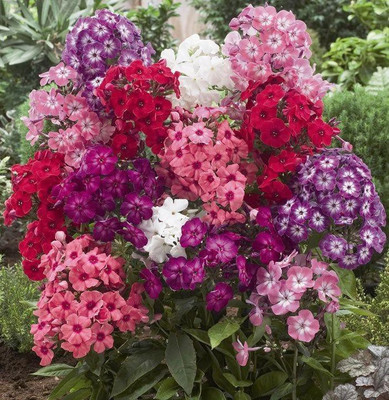 Paudha Phlox Seed(50 per packet)