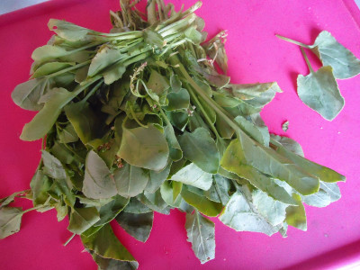 XOLDA Chukka kura Seed(60 per packet)