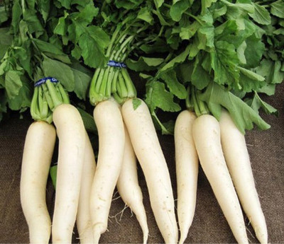 XOLDA Radish Seed(76 per packet)