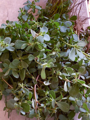 XOLDA Kulfa/Purslane Seed(32 per packet)