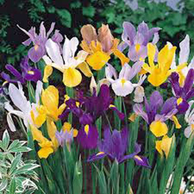 prev Iris, Bulb Dutch Mix Seed(3 per packet)