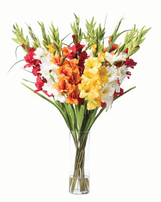 DIOART ® VXI-522 Sword Lily Flower Bulbs/Corms Mix Colour (Hybrid)-15 Bulbs Seed(15 per packet)