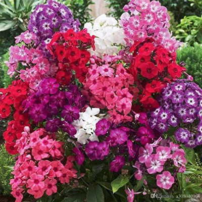 Paudha Phlox Seed(25 per packet)