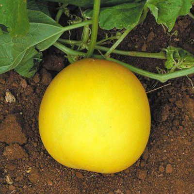 XOLDA Cucumber Yellow round Seed(40 per packet)