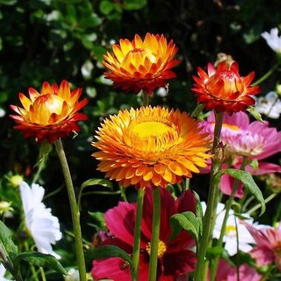 Kofy Helichrysum Seed(30 per packet)