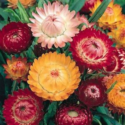 Kofy Helichrysum Seed(40 per packet)
