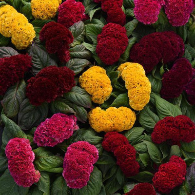 seedagro Cockscomb Seed(100 per packet)