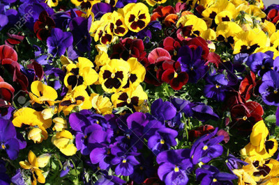 sporos Viola Seed(50 per packet)