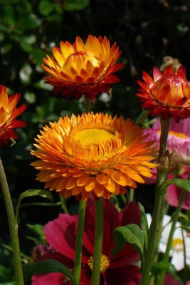 Kofy Helichrysum Seed(25 per packet)