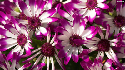 XOLDA Cineraria Seed(10 per packet)