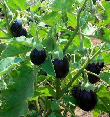 sporos Brinjal Seed(30 per packet)
