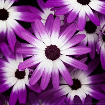 XOLDA Cineraria Seed(10 per packet)