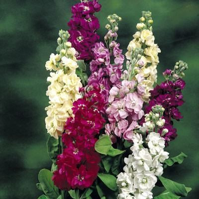 sporos Stock Seed(50 per packet)