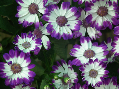 XOLDA Cineraria Seed(19 per packet)