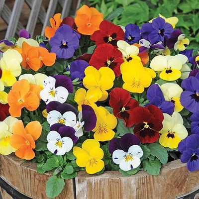 sporos Viola Seed(50 per packet)