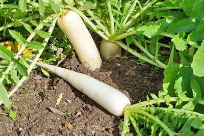 sporos Radish Seed(40 per packet)
