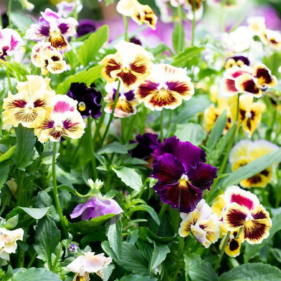 Paudha Viola Seed(25 per packet)