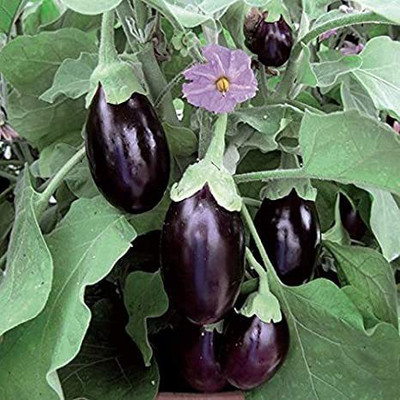 Green World F1 HYBRID BRINJAL CHU CHU/ BAINGAN SEEDS FOR KITCHEN GARDENING (100 SEEDS) Seed(100 per packet)