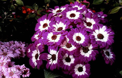 Paudha Cineraria Seed(25 per packet)