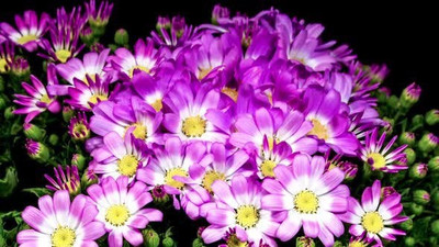 XOLDA Cineraria Seed(10 per packet)