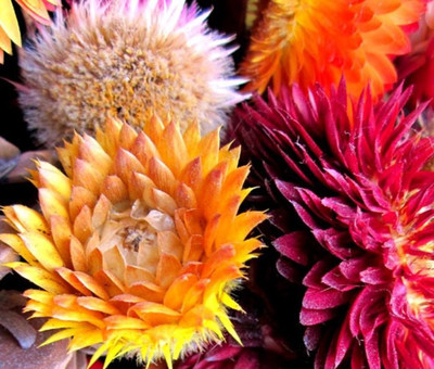 Kofy Helichrysum Seed(15 per packet)