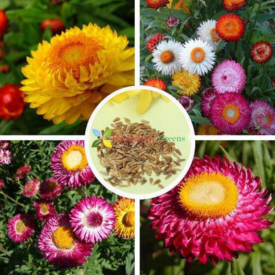Kofy Helichrysum Seed(40 per packet)