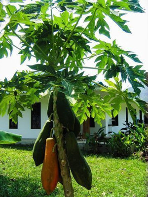 Paudha Papaya Seed(30 per packet)
