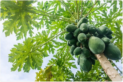 XOLDA Papaya Seed(32 per packet)