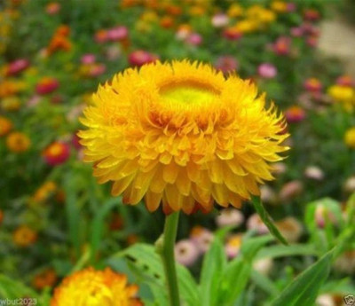 Kofy Helichrysum Seed(50 per packet)