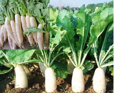 XOLDA Radish Seed(40 per packet)