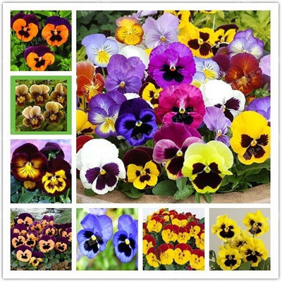 Paudha Viola Seed(10 per packet)