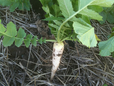 sporos Radish Seed(30 per packet)
