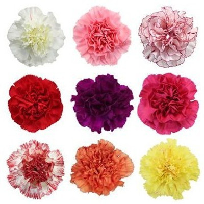 XOLDA Exotic carnation Seed(43 per packet)