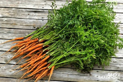 sporos Carrot Seed(40 per packet)