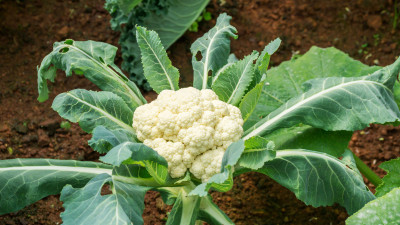 Corofitam Cauliflower Seed(41 per packet)
