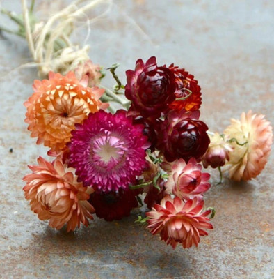 Kofy Helichrysum Seed(20 per packet)