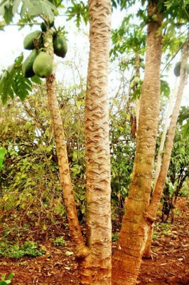 Paudha Papaya Seed(15 per packet)