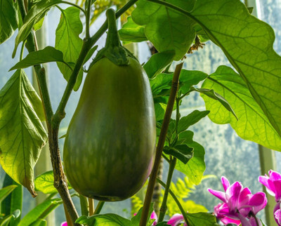XOLDA Brinjal Green Seed(106 per packet)