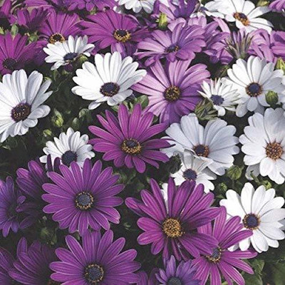 CYBEXIS OSTEOSPERMUM (DEMORPHOTECA MIXED) FLOWER SEEDS Seed(1 g)