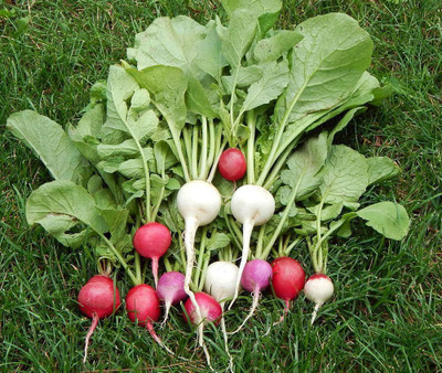 sporos Radish Seed(40 per packet)