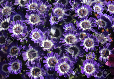 XOLDA Cineraria Seed(10 per packet)